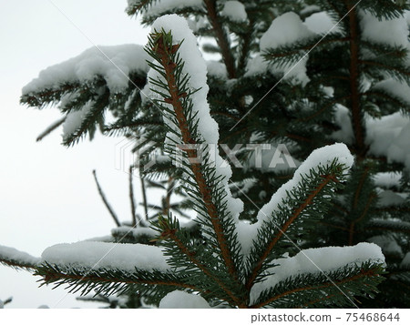 young spruce winter young spruce winter 75468644