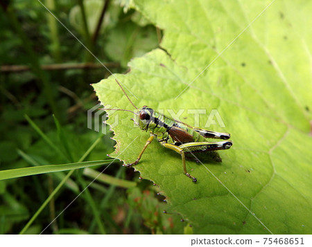 Grasshopper on a green background Grasshopper on a green background 75468651