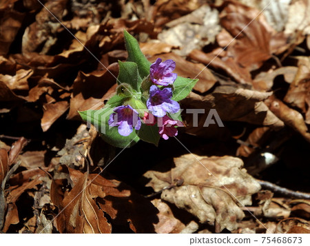Blossom of wild lungwort Blossom of wild lungwort 75468673