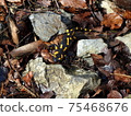 fire salamander 75468676