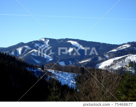 Forest in winter Forest in winter 75468677