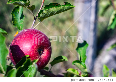 Ripe apple on a tree Ripe apple on a tree 75469354