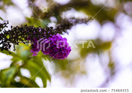 Purple flowers on tree Purple flowers on tree 75469355
