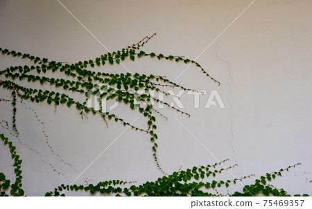 Oldstyled stairs covered with evergreen ivy plant Oldstyled stairs covered with evergreen ivy plant 75469357