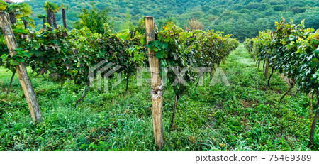 The vineyard in Lopota 75469389