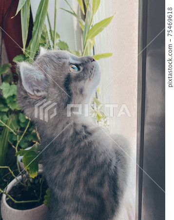 Cute Scottish cat, three month old kitten 75469618