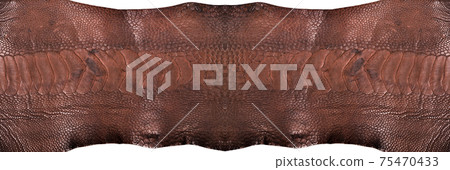 Ostrich leg leather brown isolated on a white background Ostrich leg leather brown isolated on a white background 75470433