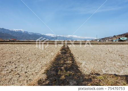 [Spring tradition] Rice field ridge roasting 75470753