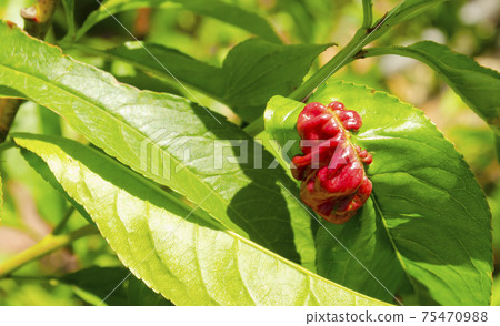 Rosy apple aphid Dysaphis Plantaginea. Plant disease, Detail of affected leaf in spring. Space for text 75470988
