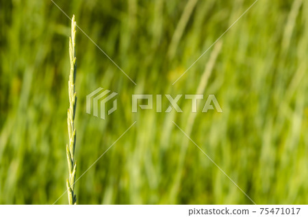 one small one sprout of grass among green vegetation against green background. Environment concept one small one sprout of grass among green vegetation against green background. Environment concept 75471017
