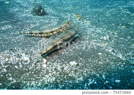 Couple of lizard Couple of lizard 75471660