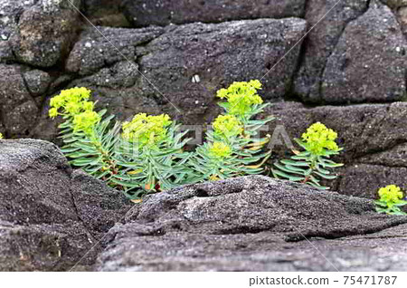 Flowering of Iwataigeki, a coastal plant in Amami Oshima (Euphorbiaceae) Flowering of Iwataigeki, a coastal plant in Amami Oshima (Euphorbiaceae) 75471787