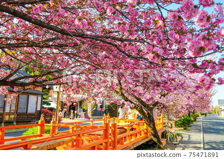 A row of double cherry blossom trees and a pedestal 75471891