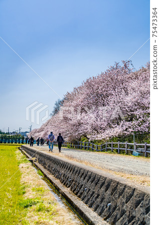 Spring in Japan Minamiashigara, Kanagawa Prefecture Harane Harane Spring Cherry Blossoms 75473364