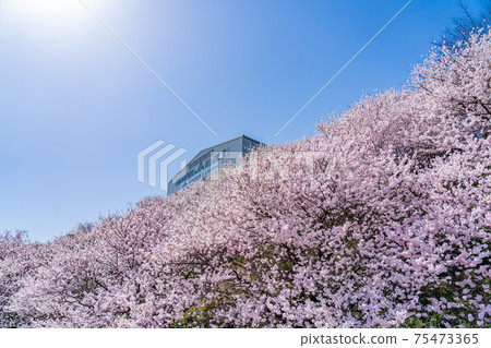 Spring in Japan Minamiashigara, Kanagawa Prefecture Harane Harane Spring Cherry Blossoms 75473365