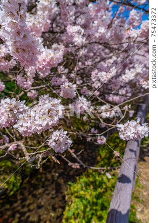 Spring in Japan Minamiashigara, Kanagawa Prefecture Harane Harane Spring Cherry Blossoms 75473372