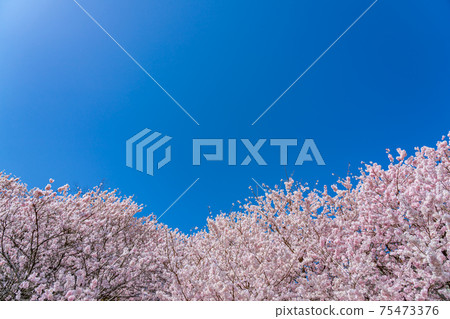 Spring in Japan Minamiashigara, Kanagawa Prefecture Harane Harane Spring Cherry Blossoms 75473376