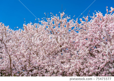 Spring in Japan Minamiashigara, Kanagawa Prefecture Harane Harane Spring Cherry Blossoms Spring in Japan Minamiashigara, Kanagawa Prefecture Harane Harane Spring Cherry Blossoms 75473377