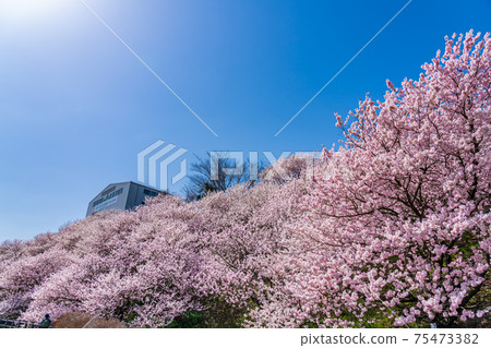 日本的春天神奈川縣南嵐市Harane Harane春天的櫻花 75473382