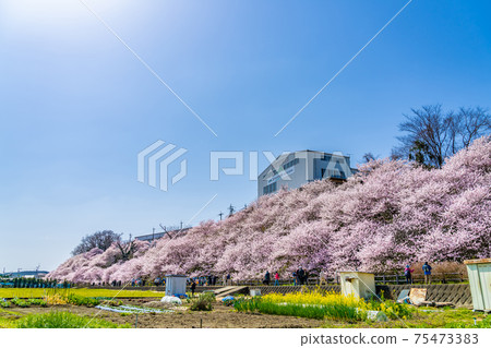 Spring in Japan Minamiashigara, Kanagawa Prefecture Harane Harane Spring Cherry Blossoms 75473383