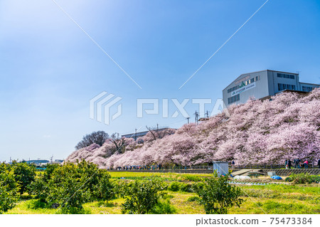 日本的春天神奈川縣南嵐市Harane Harane春天的櫻花 75473384