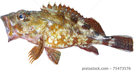 White background of scorpion fish with outstanding freshness 75473576