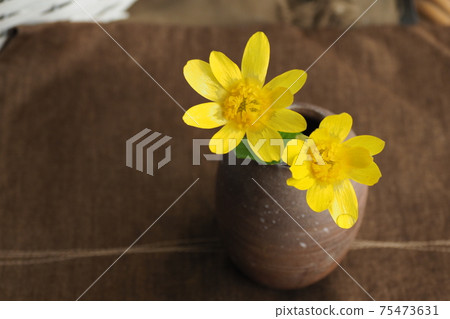 Ryukinka flower 75473631
