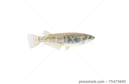 Medaka Medaka 75473695