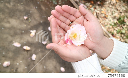 Camellia Camellia 75474168