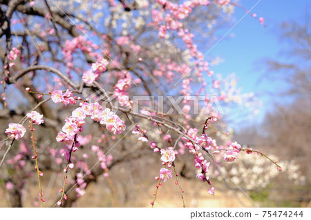 [東京]府中市立森林博物館的梅（春季） 75474244