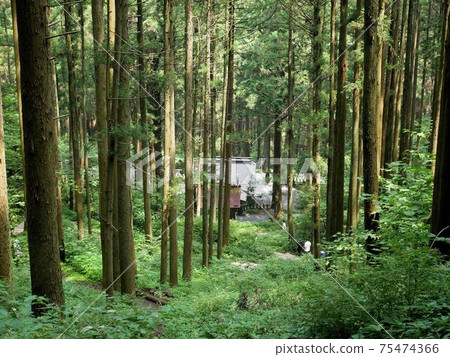 Kamishikimi Kumanoza Shrine Precinct Forest (Takamori Town, Kumamoto Prefecture) Kamishikimi Kumanoza Shrine Precinct Forest (Takamori Town, Kumamoto Prefecture) 75474366
