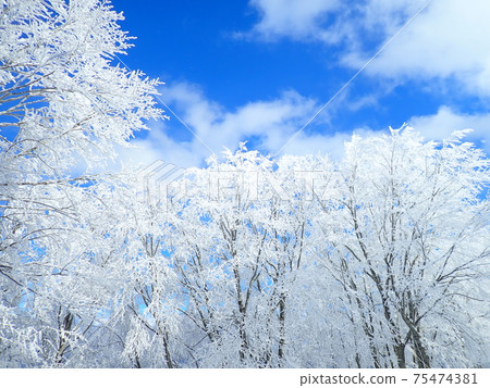 A tree shining in the blue sky A tree shining in the blue sky 75474381