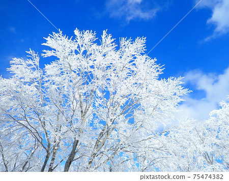 A tree shining in the blue sky A tree shining in the blue sky 75474382