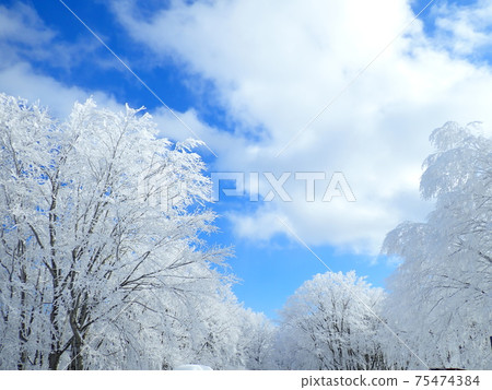 A tree shining in the blue sky A tree shining in the blue sky 75474384