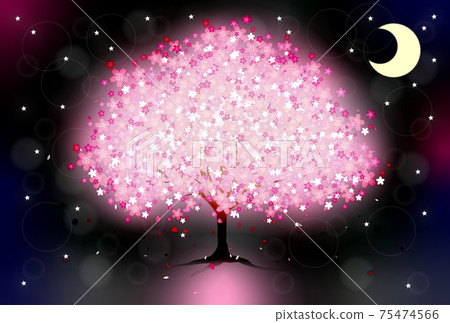 新月的月夜，絢爛的夜晚櫻花 75474566