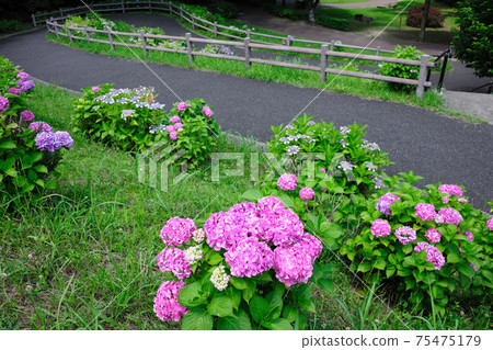 Hydrangea in Uenodai Park 75475179