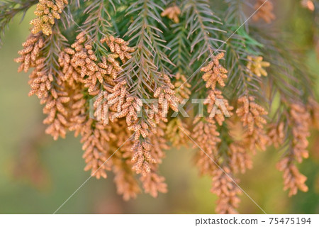 Cedar male Cedar male 75475194