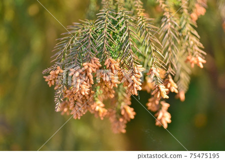 Cedar male flowers Cedar male flowers 75475195