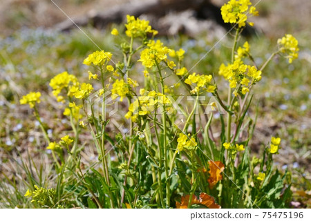 Yellow rape blossoms 75475196