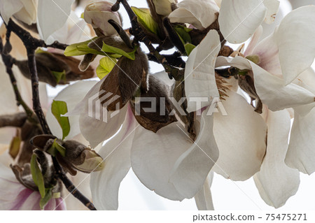 Kobusi, a roadside tree in full bloom Kobusi, a roadside tree in full bloom 75475271