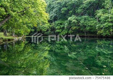 Dark green scenery of Torinuma Park, Furano City Dark green scenery of Torinuma Park, Furano City 75475486