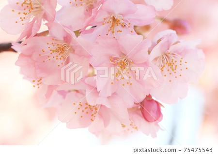 Kawazu Sakura 7020 Kawazu Sakura 7020 75475543