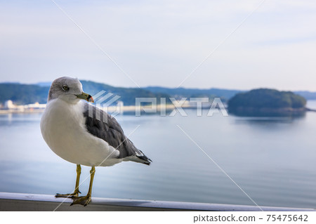 Dawn and seagulls in Minamisanriku [Minamisanriku-cho, Motoyoshi-gun, Miyagi Prefecture] 75475642