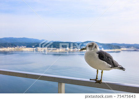 Dawn and seagulls in Minamisanriku [Minamisanriku-cho, Motoyoshi-gun, Miyagi Prefecture] 75475643