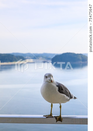 南三陸的黎明和海鷗[宮城縣本吉郡南三陸町] 75475647