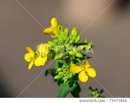 再生蔬菜小松油菜花③ 75475648