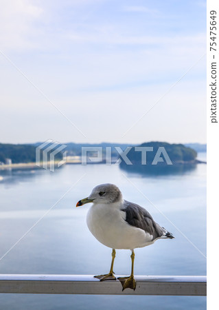 Dawn and seagulls in Minamisanriku [Minamisanriku-cho, Motoyoshi-gun, Miyagi Prefecture] 75475649