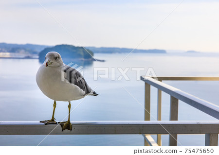Dawn and seagulls in Minamisanriku [Minamisanriku-cho, Motoyoshi-gun, Miyagi Prefecture] 75475650