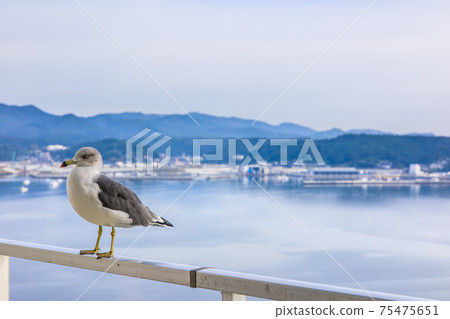 南三陸的黎明和海鷗[宮城縣本吉郡南三陸町] 75475651
