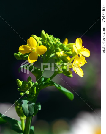 Komatsu rape blossoms regenerated in the kitchen garden ③ Komatsu rape blossoms regenerated in the kitchen garden ③ 75475653